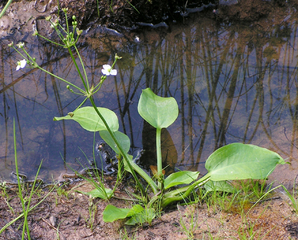 gan nhiễm mỡ